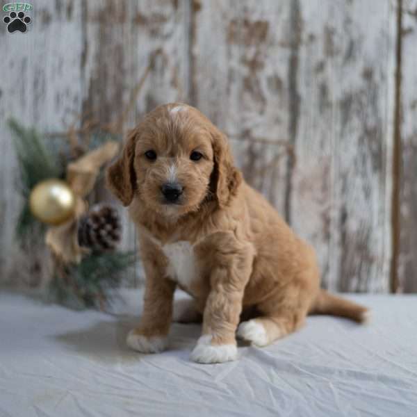 Gloria, Mini Goldendoodle Puppy